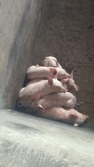 Large White Weaners and Growers for Sale