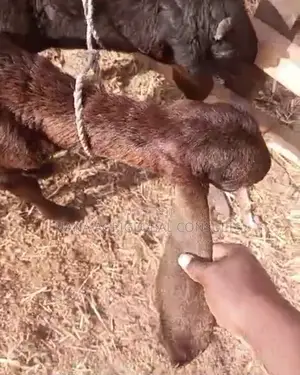 Young Uda/Balami (Ram Sheep and Goat)