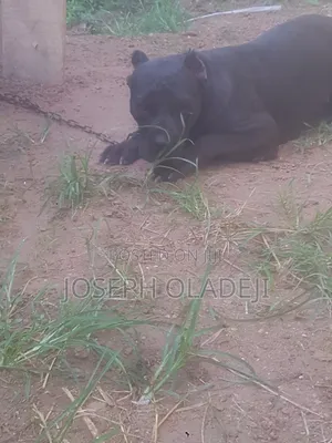 6-12 months Female Purebred Cane Corso