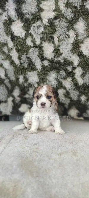 1-3 months Female Purebred Lhasa Apso