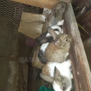 Beautiful Rabbits