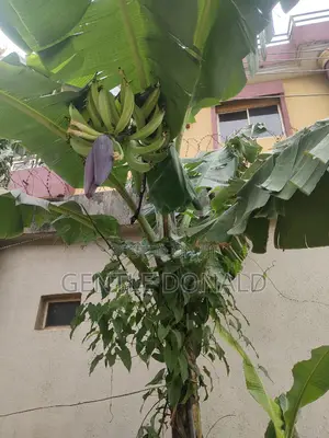 Hybrid Plantain Plantlet/Sucker