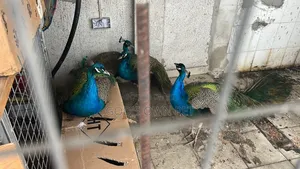 Lovely Peacock Is Available for Beautifying Your Home