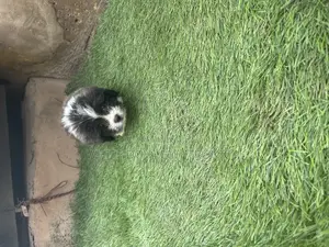 1-3 months Male Purebred Lhasa Apso