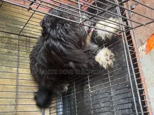 3-6 months Male Purebred Lhasa Apso