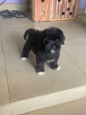1-3 months Female Purebred Lhasa Apso
