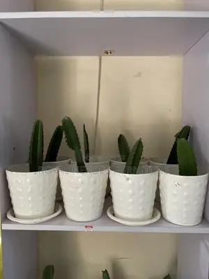 Life Plant