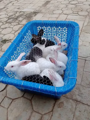 Hybrid Rabbits Of All Breeds For Sale.