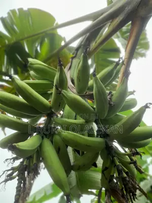 Matured Plantain