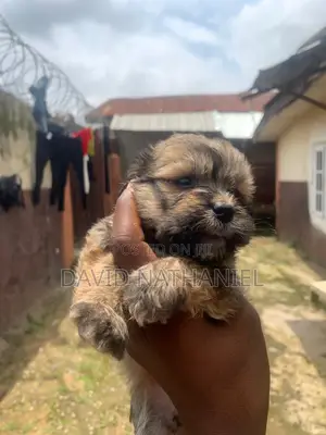 1-3 months Female Purebred Lhasa Apso