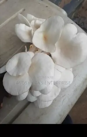 Fresh Oyster Mushrooms