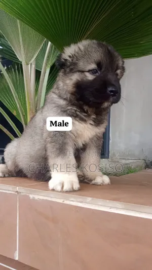 1-3 months Male Purebred Caucasian Shepherd