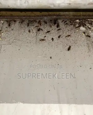 Master Fumigation Service