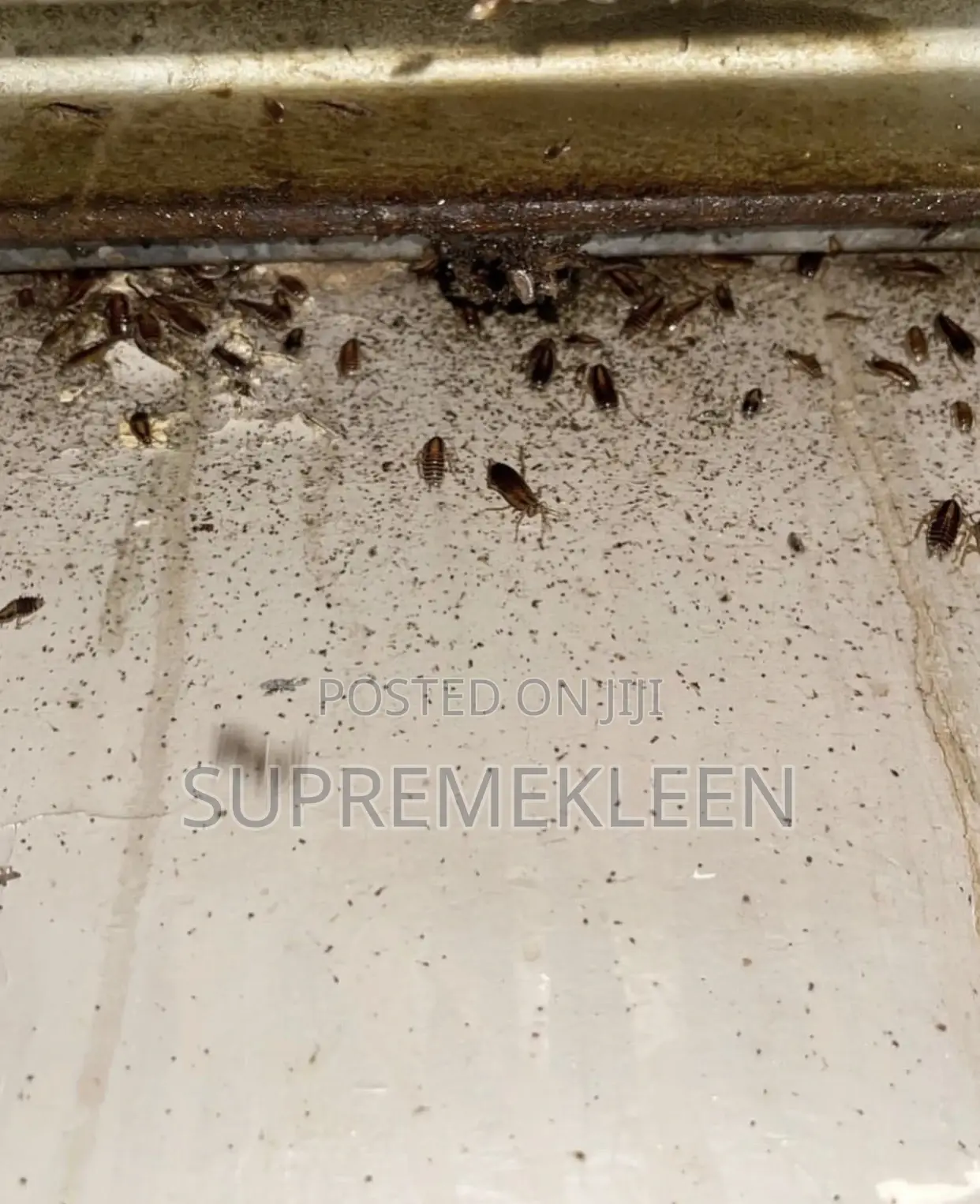 Master Fumigation Service