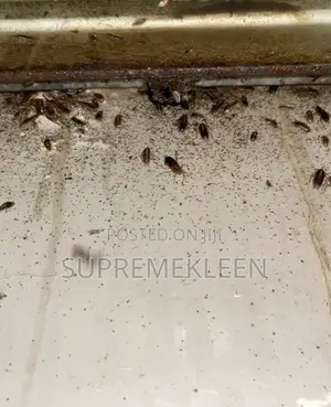 Master Fumigation Service