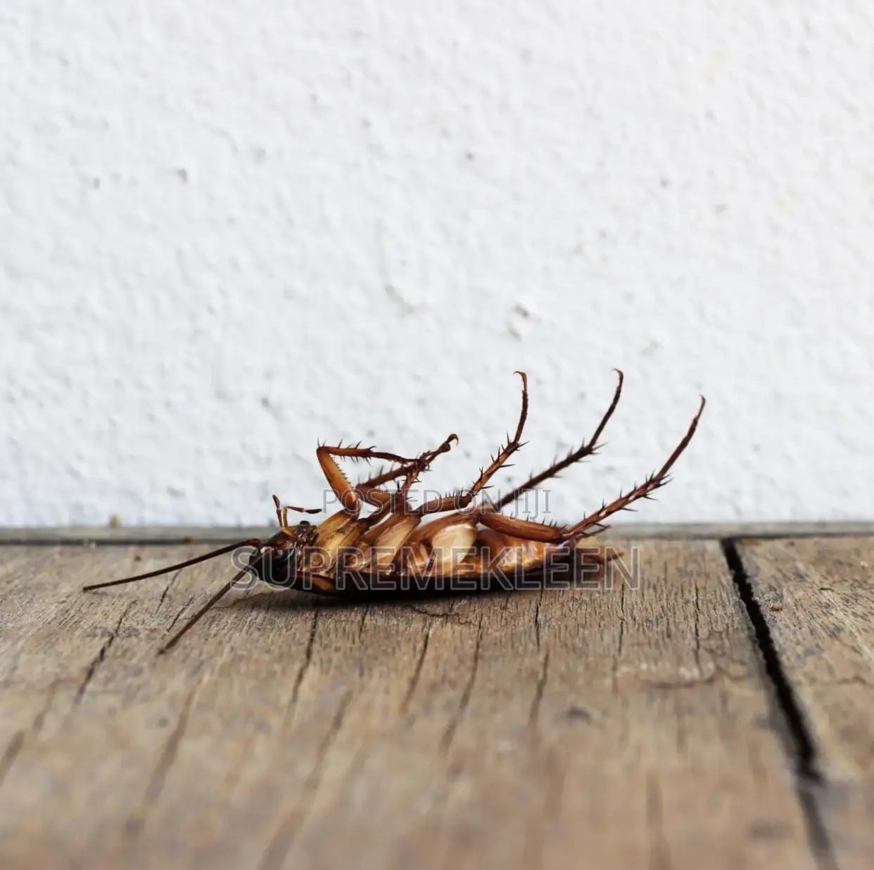 Got Pest/Insects? Call or Text Us