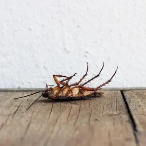 Got Pest/Insects? Call or Text Us