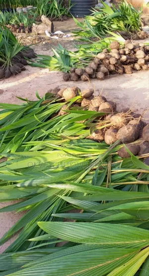 Hybrid and Dwarf Coconut Seedlings