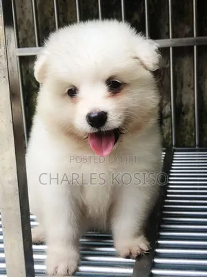 1-3 months Female Purebred American Eskimo