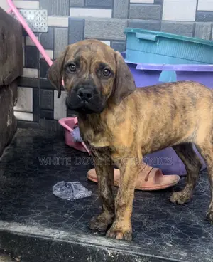 3-6 months Male Purebred Boerboel