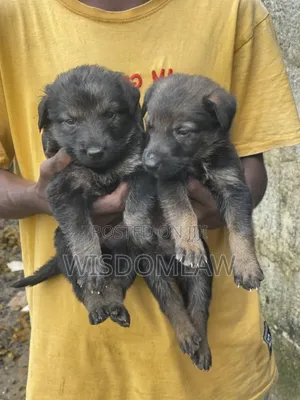 1-3 months Female Purebred German Shepherd