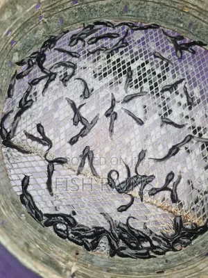 Catfish Fingerlings and Juveniles