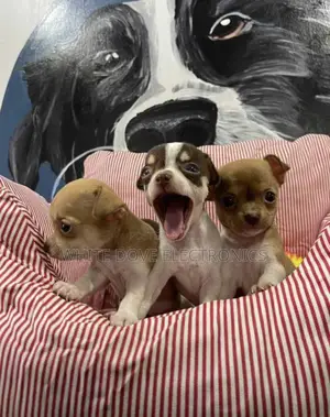 1-3 months Female Purebred Chihuahua