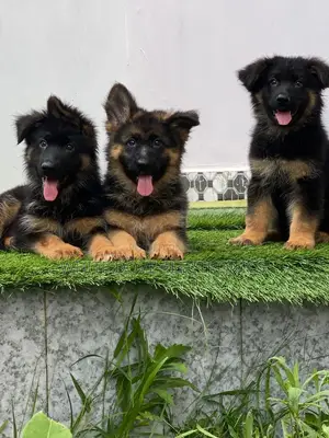 1-3 months Female Purebred German Shepherd