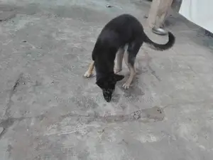 6-12 months Male Purebred German Shepherd