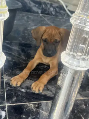 1-3 months Male Purebred Boerboel