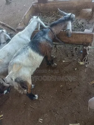 Matured Big Goats (Both Sex)