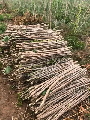 Cassava Stem Tme419
