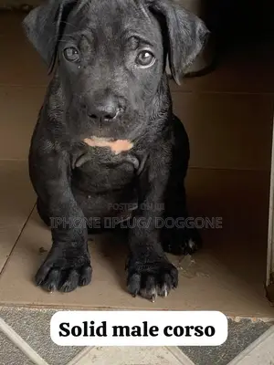 1-3 months Male Purebred Cane Corso