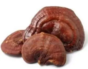 Reishi Mushrooms {Ganoderma}
