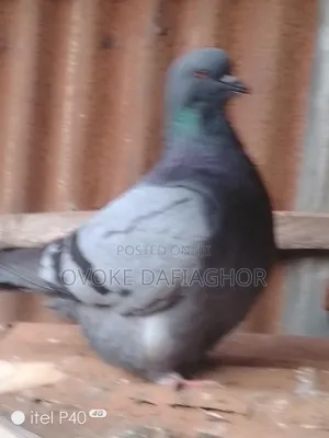 Biggest-Breed Pidgeons