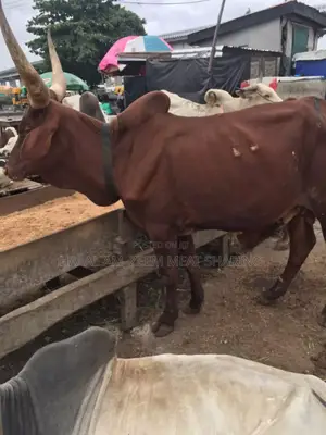 Halal Am_zeem Meat Sharing