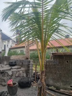 Hybrid Coconut for Sell