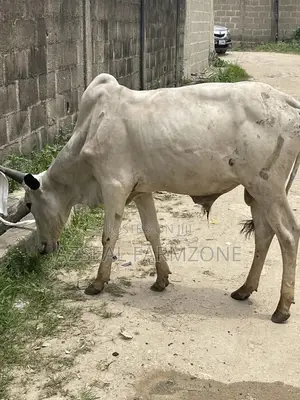 Healthy and Good Looking Rams and Cows Available