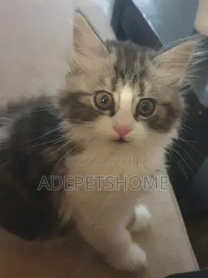 3-6 months Male Purebred Siberian