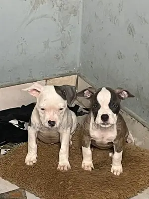 1-3 months Male Purebred American Bully