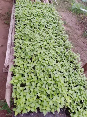 Super Habanero Pepper Seedlings