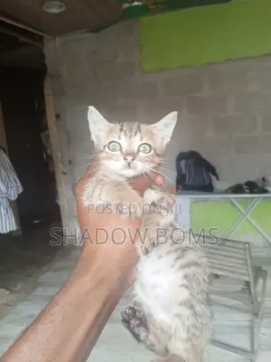 1-3 months Male Purebred American Shorthair
