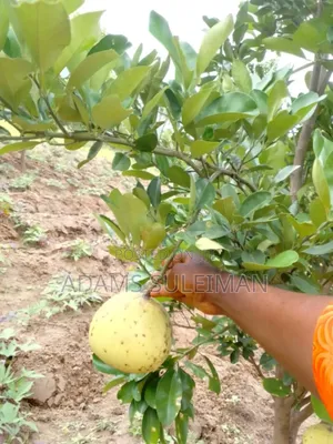 Fruit Plants Nursery