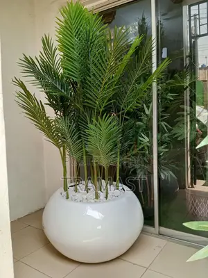Twelve Stem Palm Plants Potted in White Fiberglass Pot