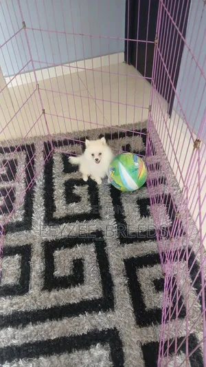 1-3 months Male Purebred Pomeranian