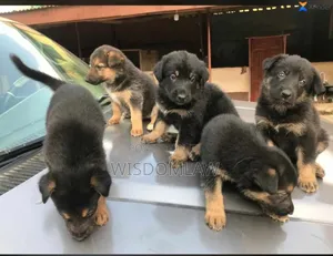 1-3 months Male Purebred German Shepherd