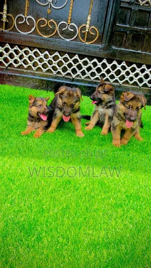 1-3 months Male Purebred German Shepherd