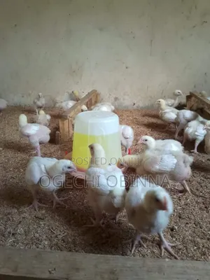 2 Weeks Plus Chicks for Sale