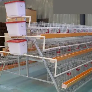 120-bird Layer Cage With Robust Design For Egg Production