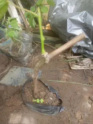 Grapevine Seedlings